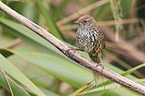 New Zealand Fernbirdborder=